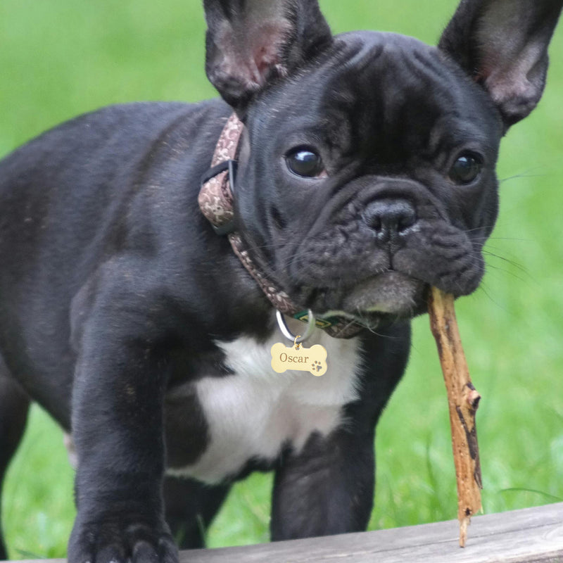 Médaille Chien Personnalisée - Os 40mm x 20mm - Acier Inoxydable Doré