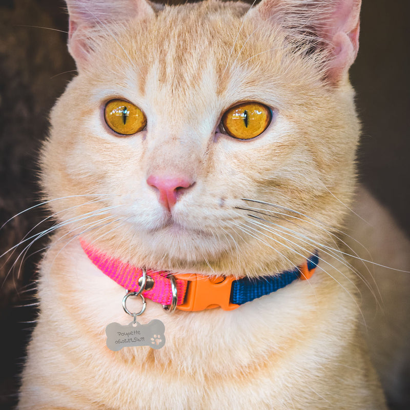 Personnalisez la médaille chat en acier inoxydable argent en forme d'os , mesurant 40mm x 20mm, à votre image.