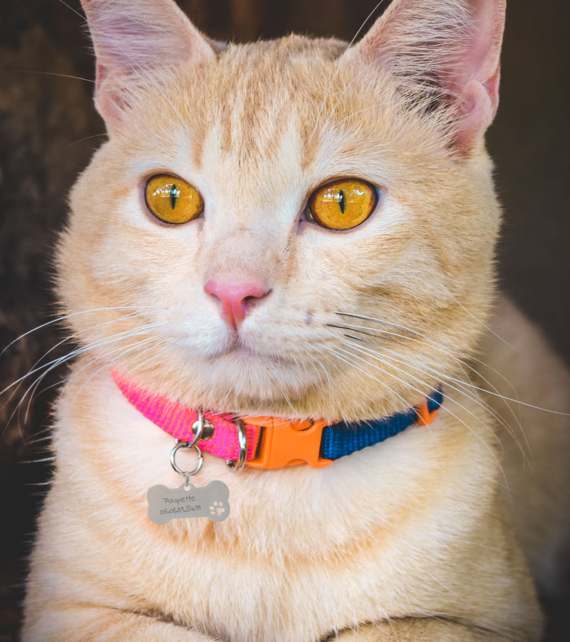 Personnalisez la médaille chat en acier inoxydable argent en forme d'os , mesurant 40mm x 20mm, à votre image.