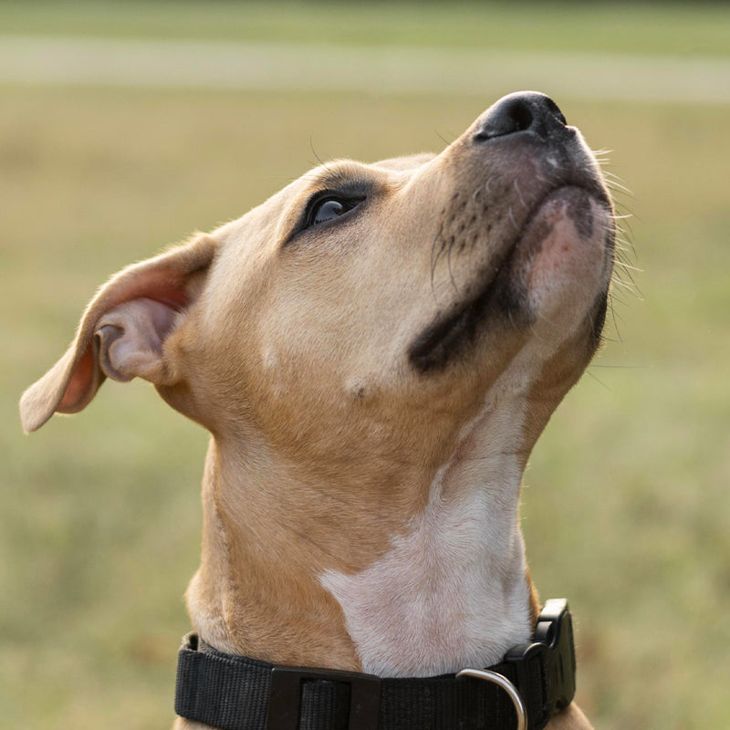 Médaille Chien Personnalisée - Os 40mm x 20mm - Acier Inoxydable Doré