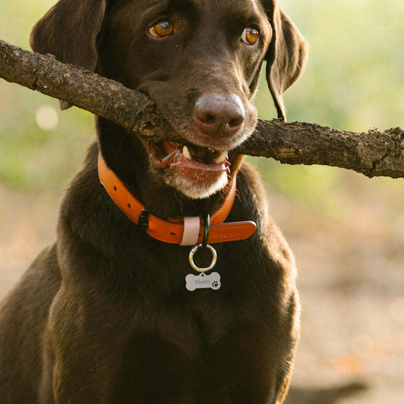 Une médaille chien, personnalisée sur acier inoxydable argent, dimensionnée à 40mm x 20mm.