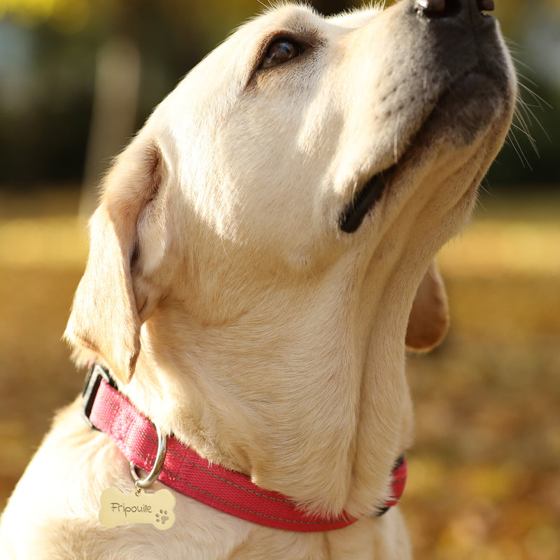Médaille Chien Personnalisée - Os 40mm x 20mm - Acier Inoxydable Doré