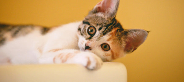 Le médaillon personnalisé : l’accessoire indispensable pour votre animal
