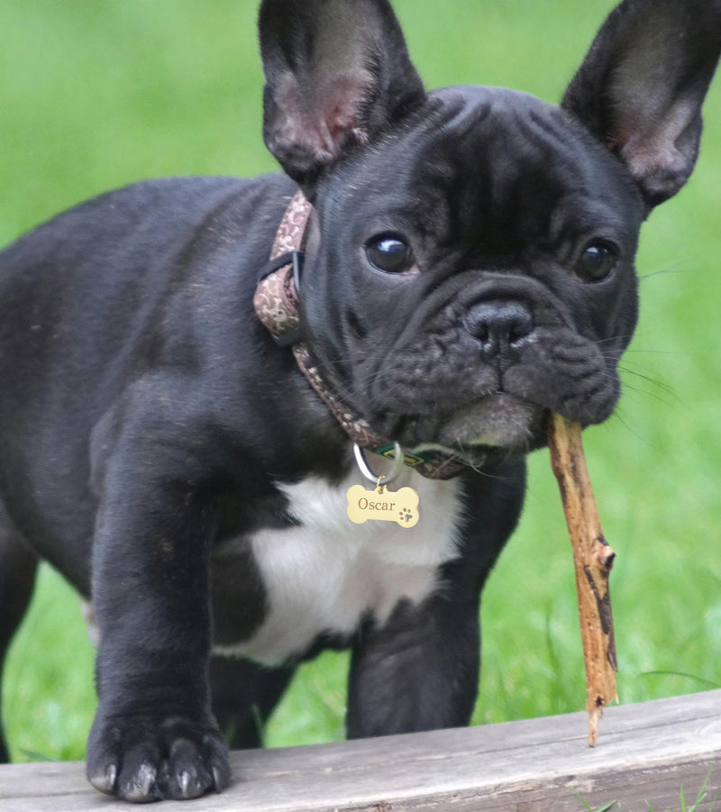 Médaille Chien Personnalisée - Os 40mm x 20mm - Acier Inoxydable Doré