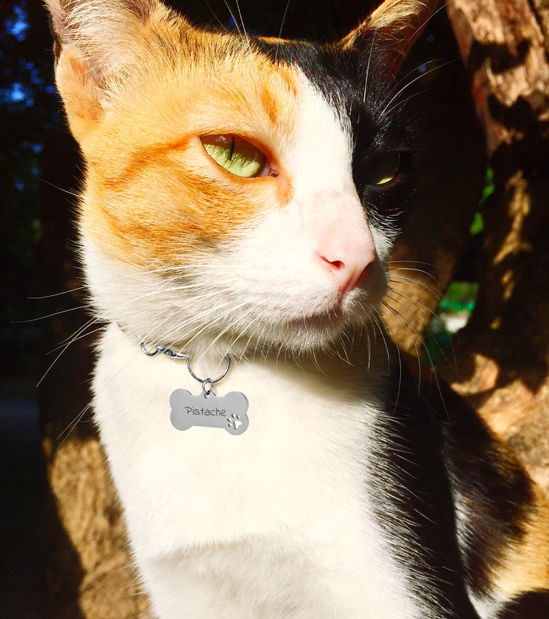 Avec ses dimensions de 40mm x 20mm, la médaille chat en forme d'os et en acier inoxydable argent est entièrement personnalisable