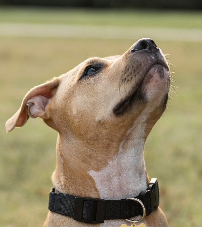 Médaille Chien Personnalisée - Os 40mm x 20mm - Acier Inoxydable Doré