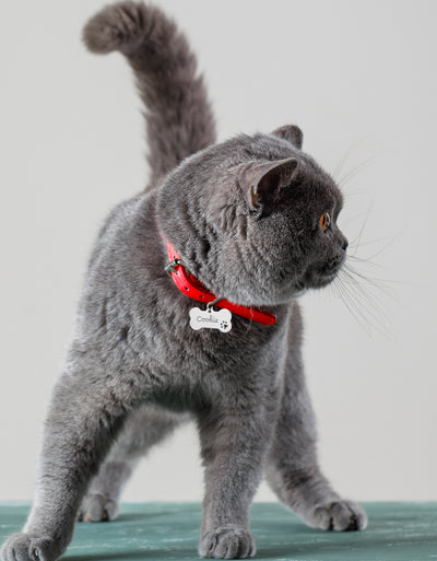 Médaille chat personnalisée en acier inoxydable argent en forme d'os, mesurant 40mm x 20mm