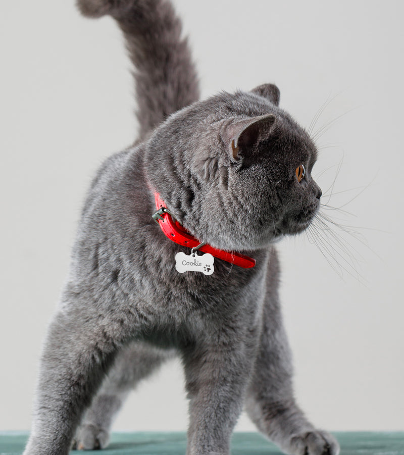 Médaille chat personnalisée en acier inoxydable argent en forme d'os, mesurant 40mm x 20mm