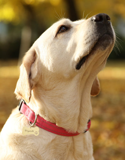 Médaille Chien Personnalisée - Os 40mm x 20mm - Acier Inoxydable Doré