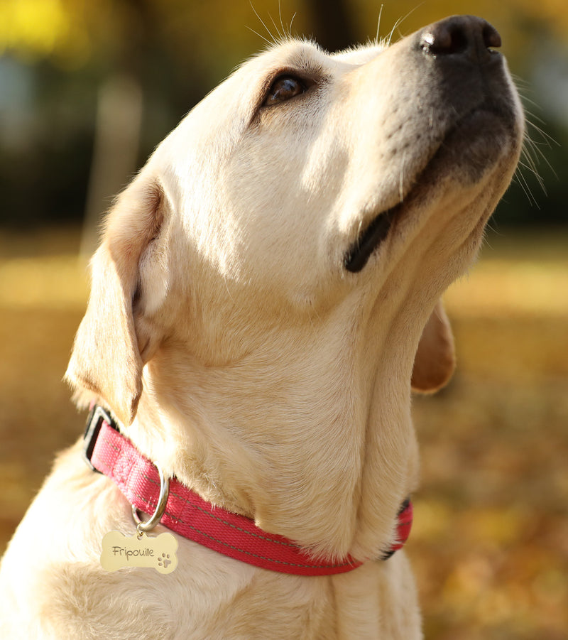 Médaille Chien Personnalisée - Os 40mm x 20mm - Acier Inoxydable Doré